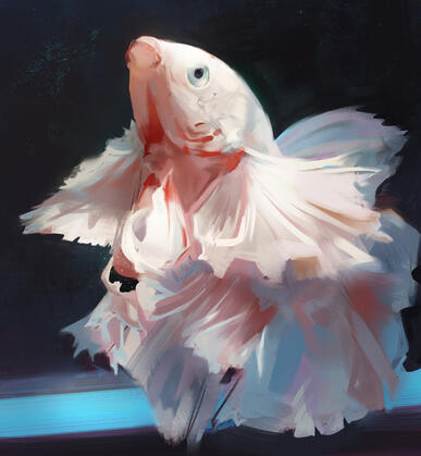 Rosetail Betta Photo Study